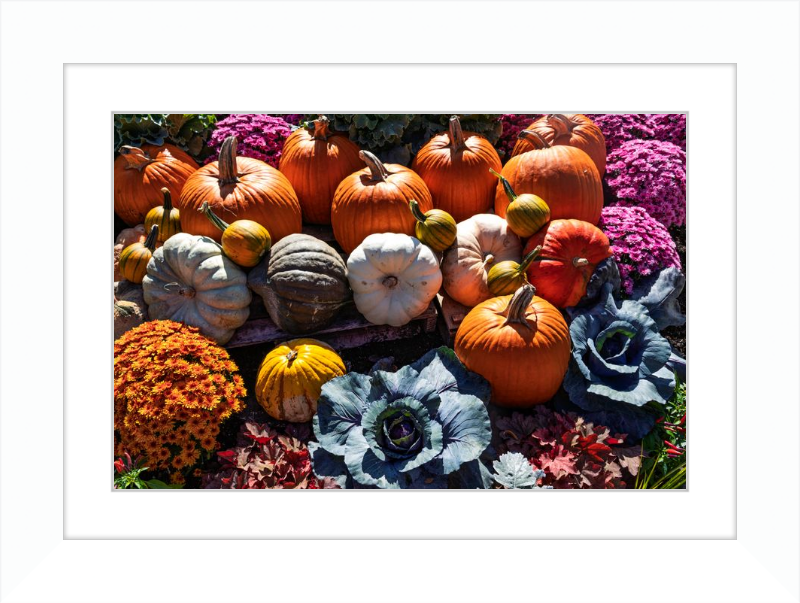 Pumpkins Galore