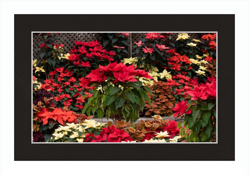 Poinsettia Posers