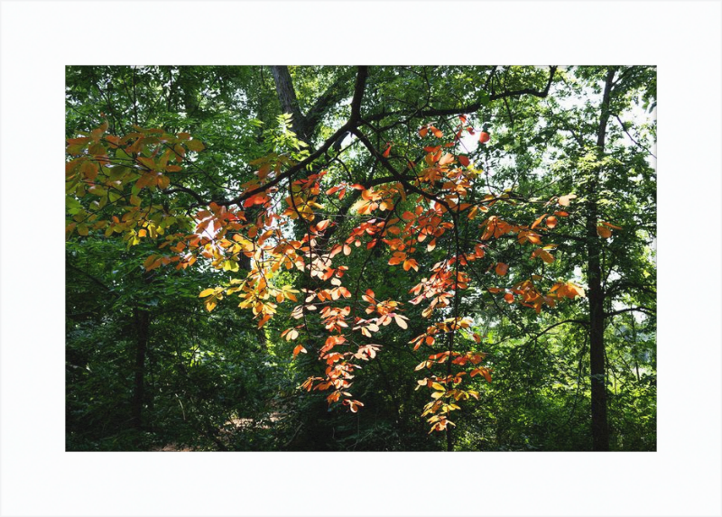 Summer Fading Into Autumn