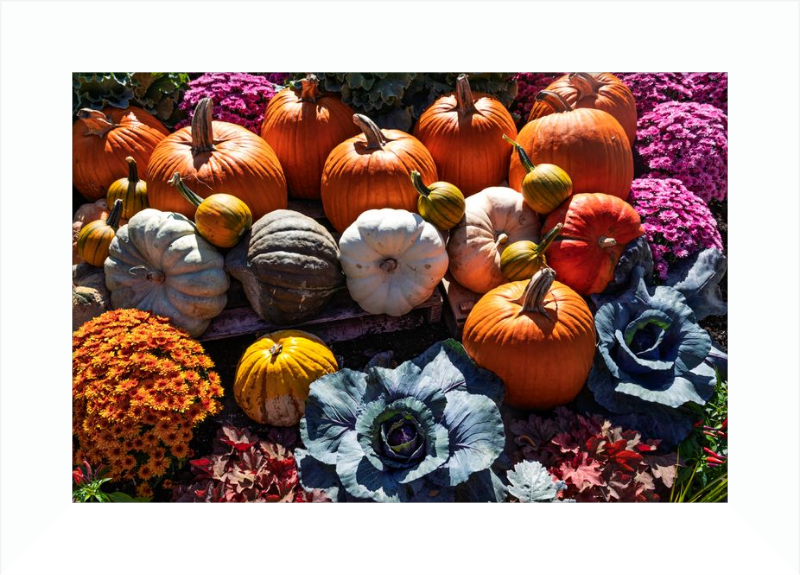 Pumpkins Galore