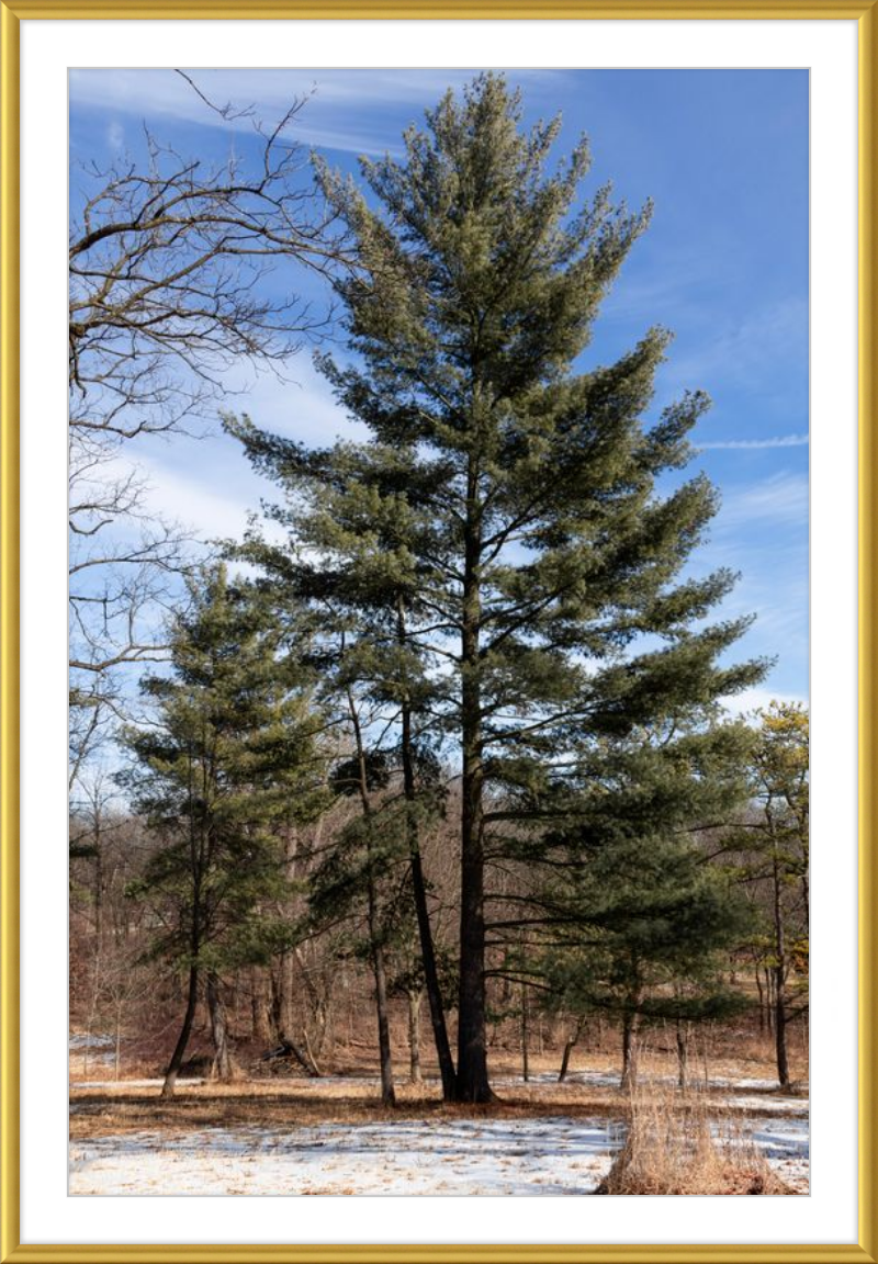 Evergreen. Enduring. Eternal