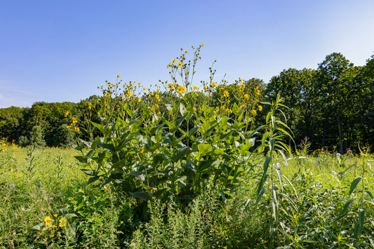 Wildflower field with trees in the background under a clear blue sky