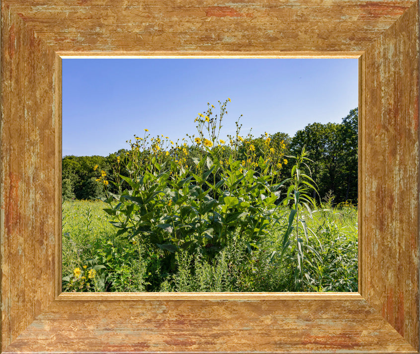 Nature's Prairie Bouquet