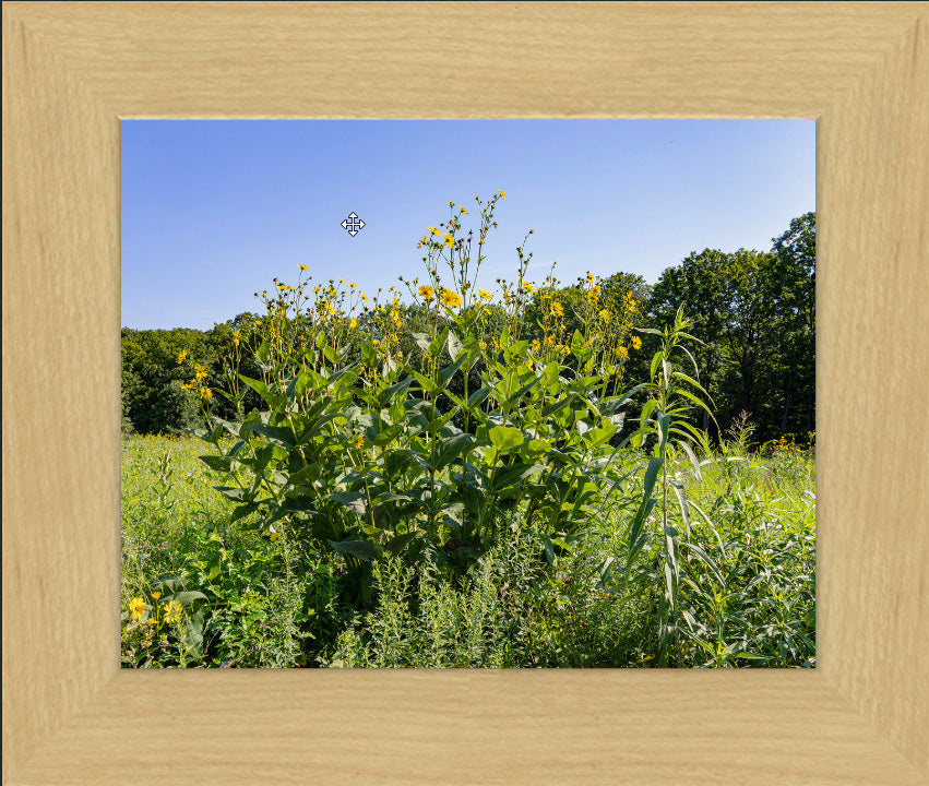 Nature's Prairie Bouquet
