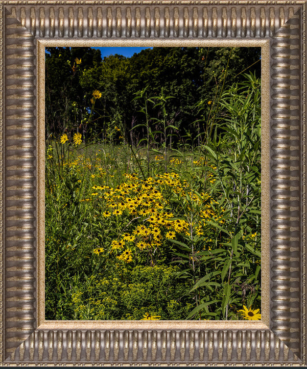 Prairie Flowers