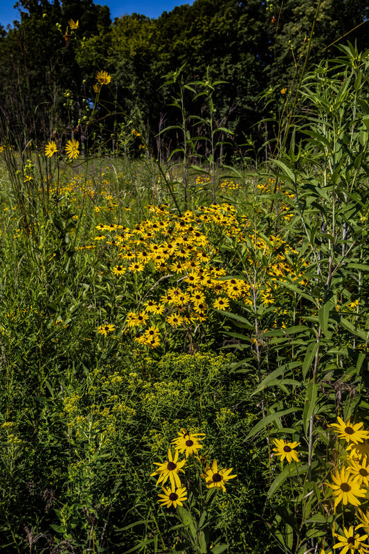 Prairie Flowers