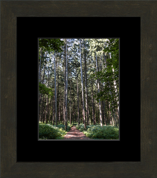 Spruce Walk