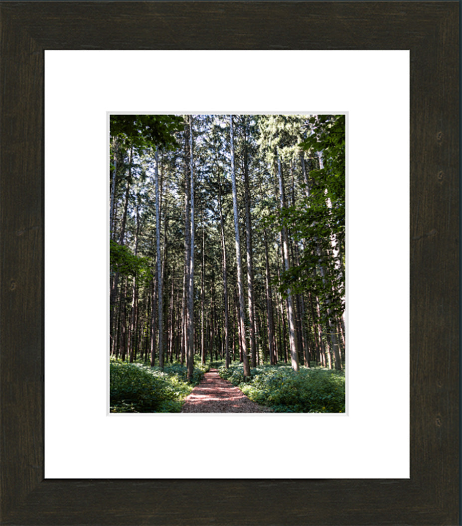 Spruce Walk