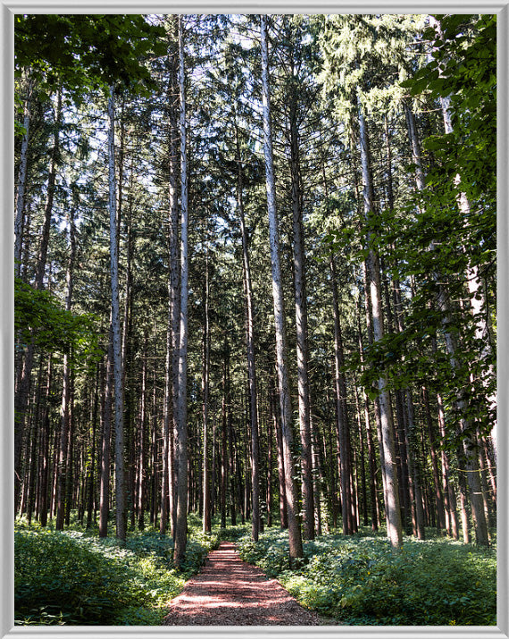 Spruce Walk