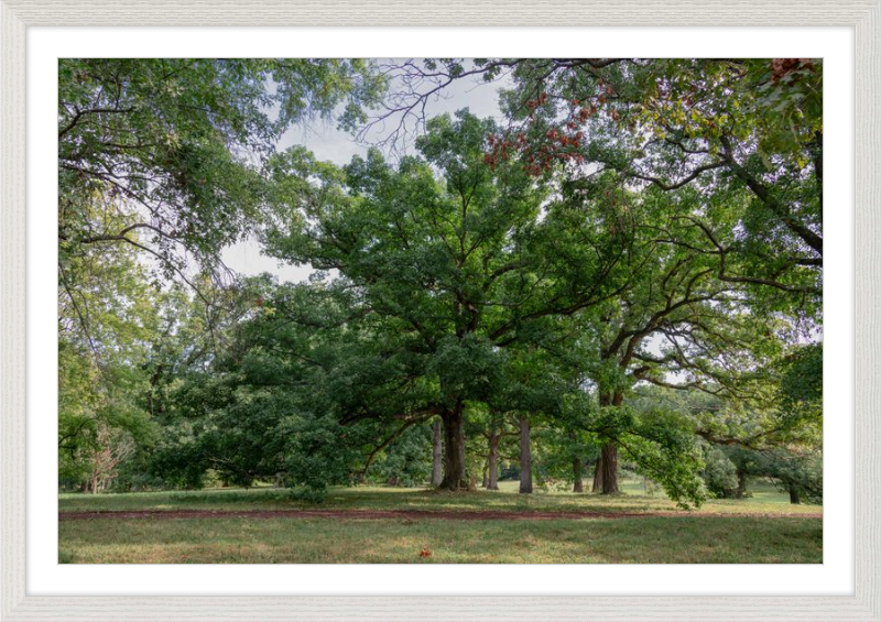 Mighty Tree Staring At Me