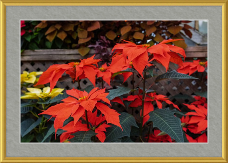 Prancing Poinsettias