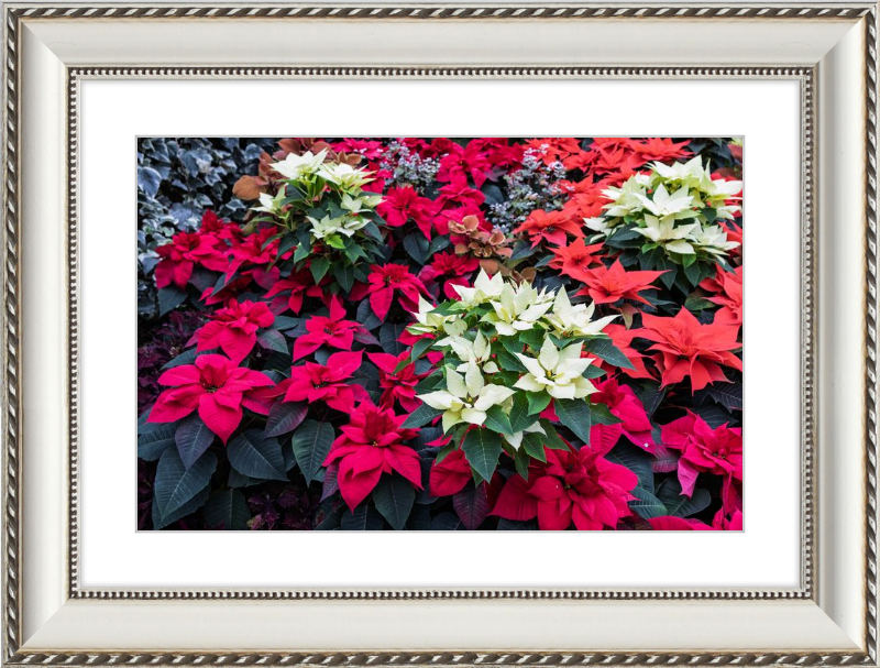 Poinsettias Peek at Boo