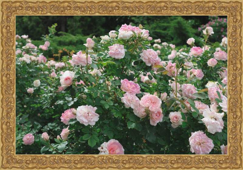 Mama Loved the Roses