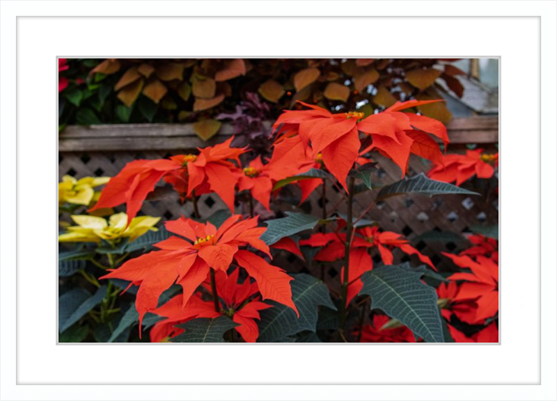 Prancing Poinsettias