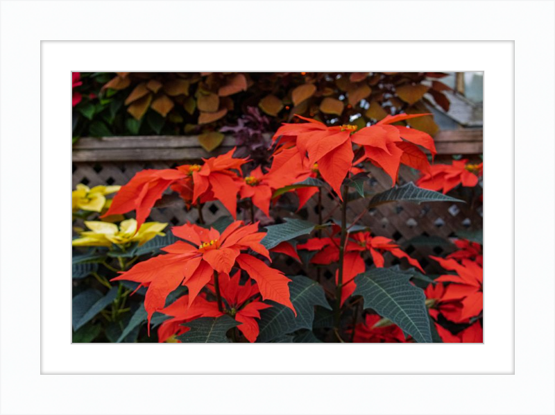 Prancing Poinsettias