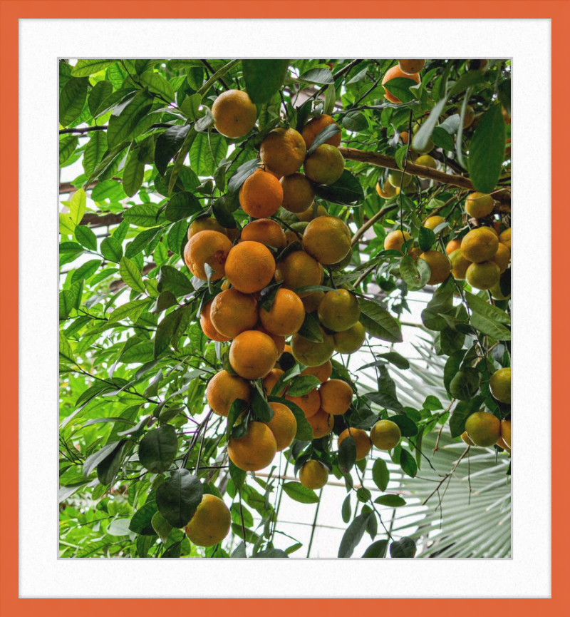 Oranges, Oranges, Oranges Everywhere!