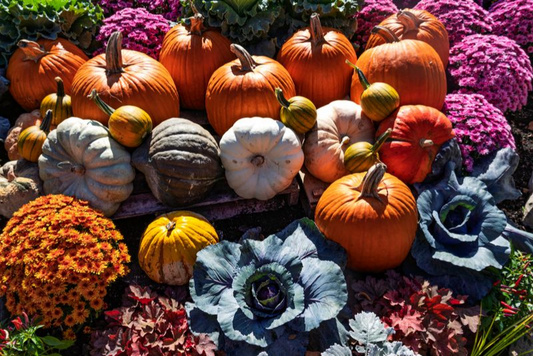 Pumpkins Galore