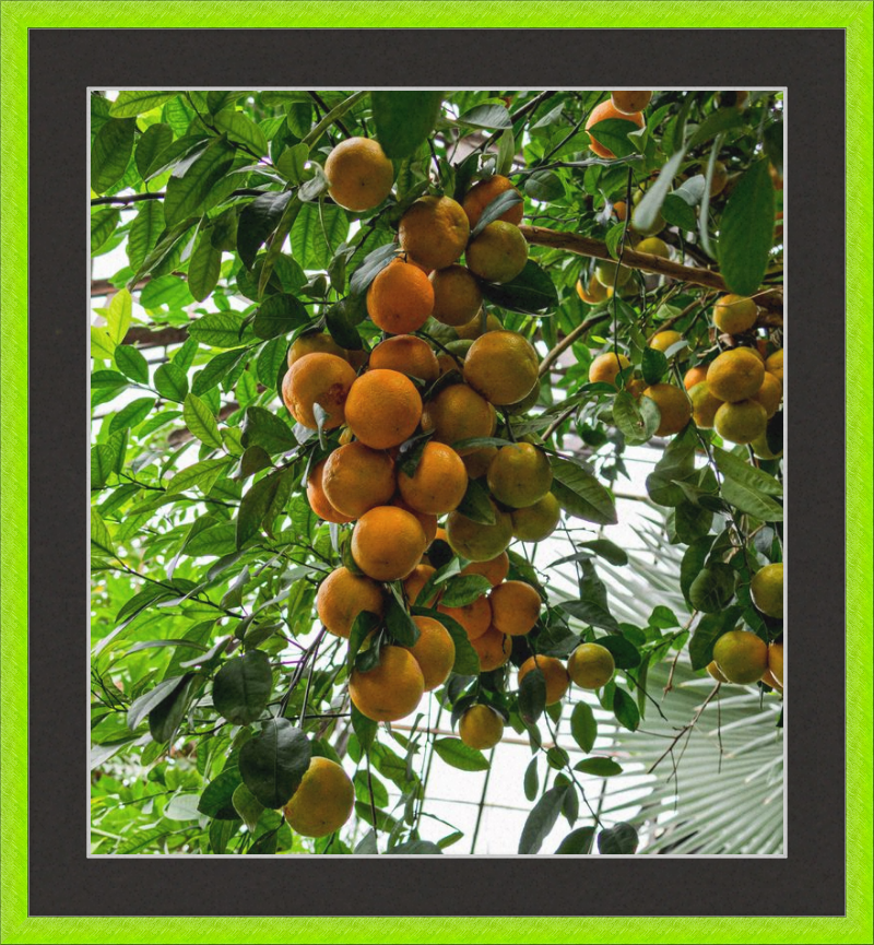 Oranges, Oranges, Oranges Everywhere!