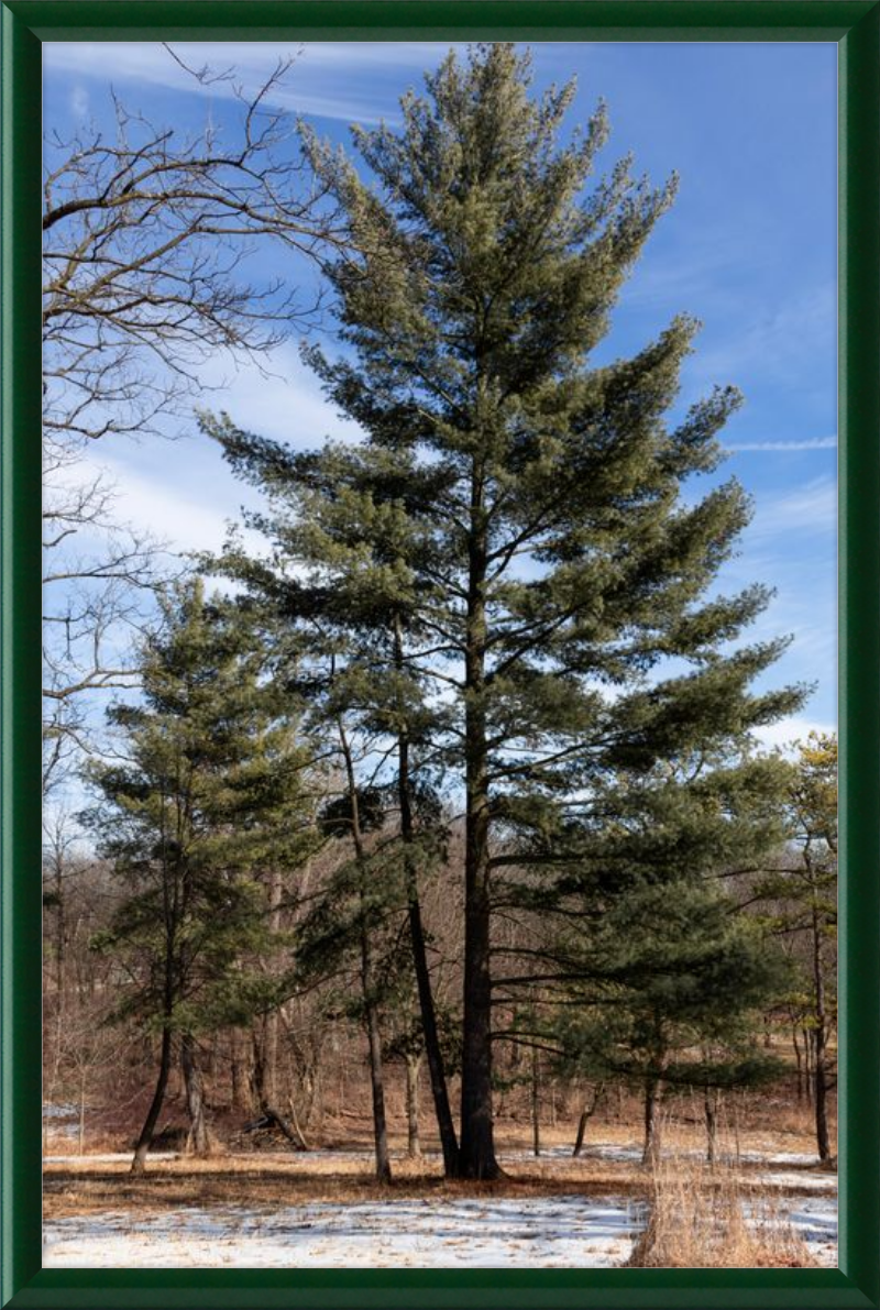 Evergreen. Enduring. Eternal