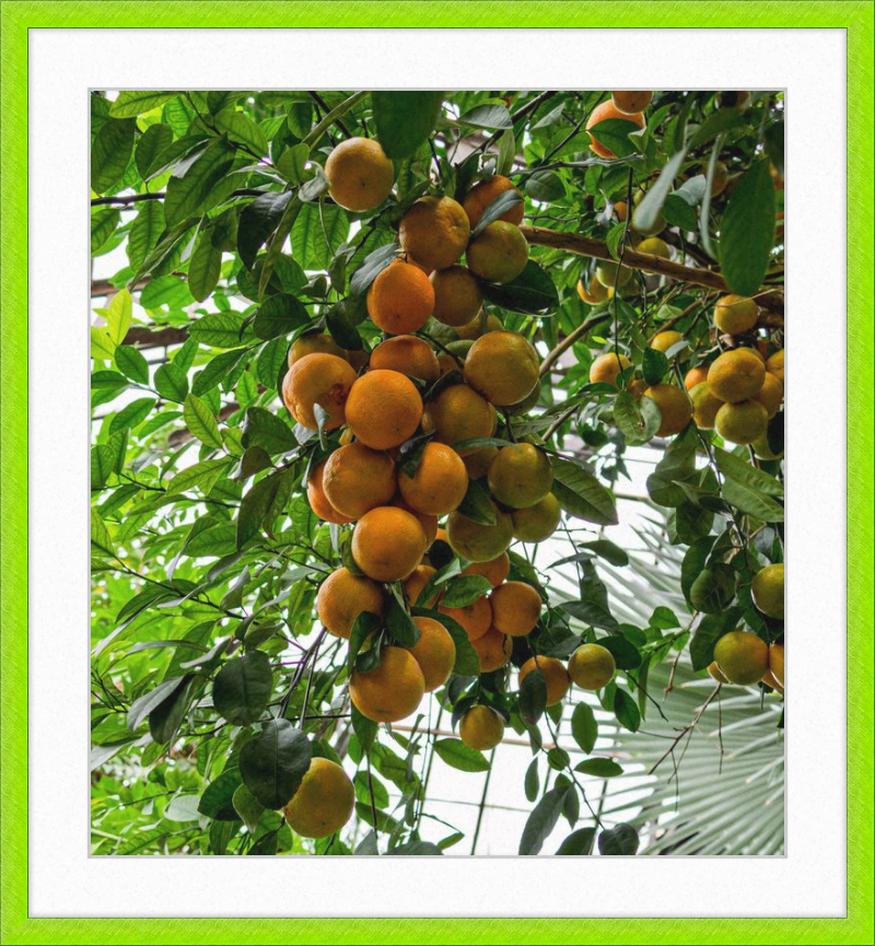 Oranges, Oranges, Oranges Everywhere!