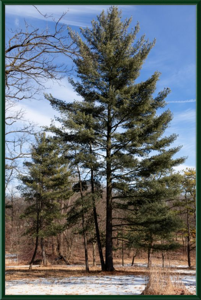 Evergreen. Enduring. Eternal