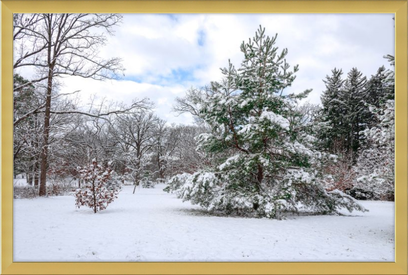 Frosty Winter Wonderland