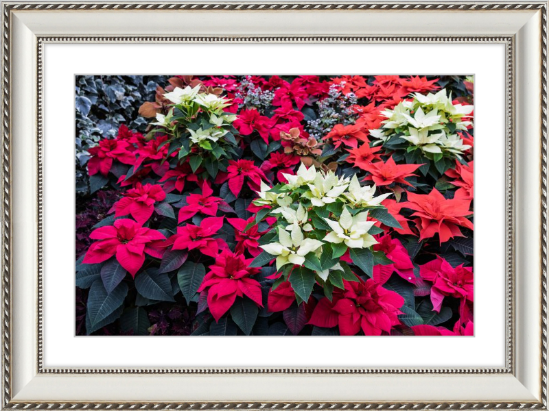 Poinsettias Peek at Boo