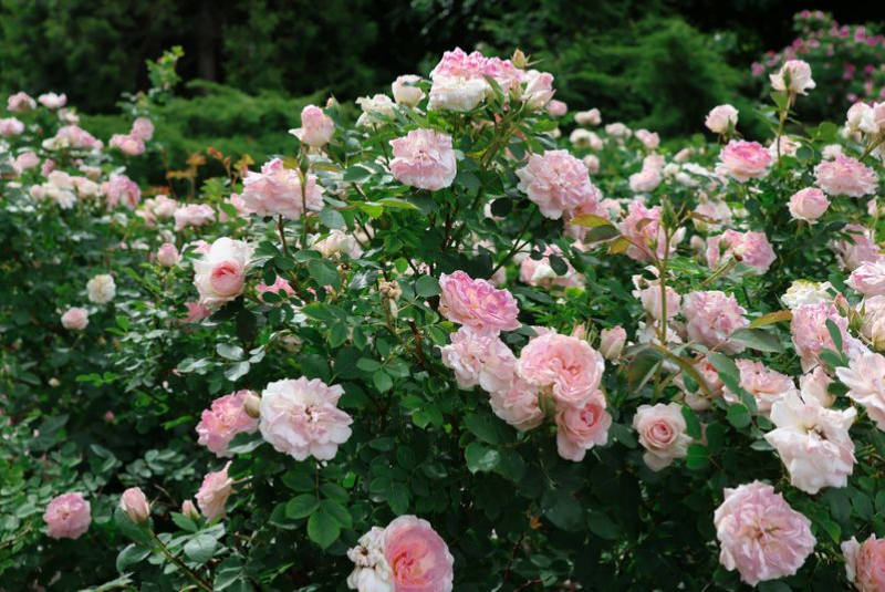Mama Loved the Roses