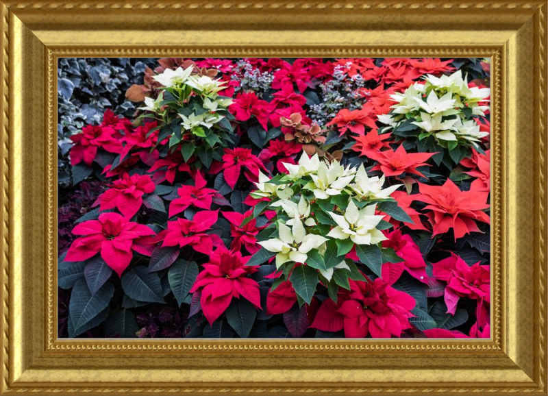 Poinsettias Peek at Boo