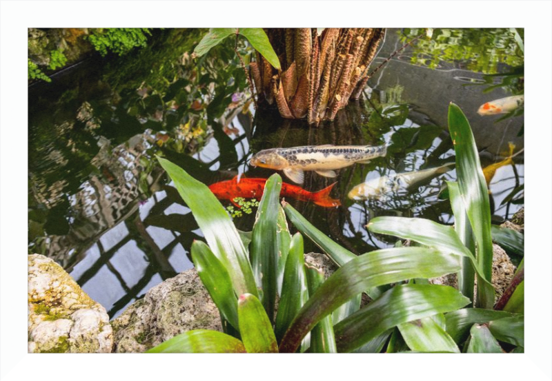 Koi Boys