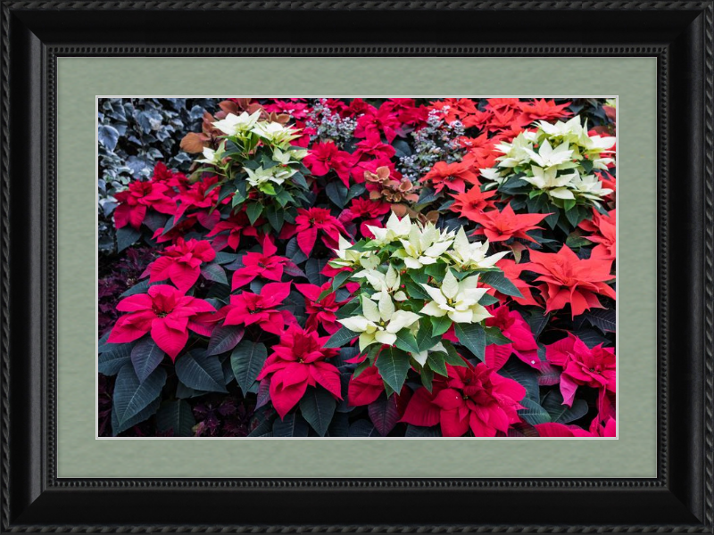 Poinsettias Peek at Boo