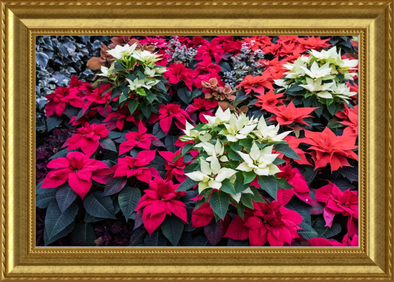 Poinsettias Peek at Boo