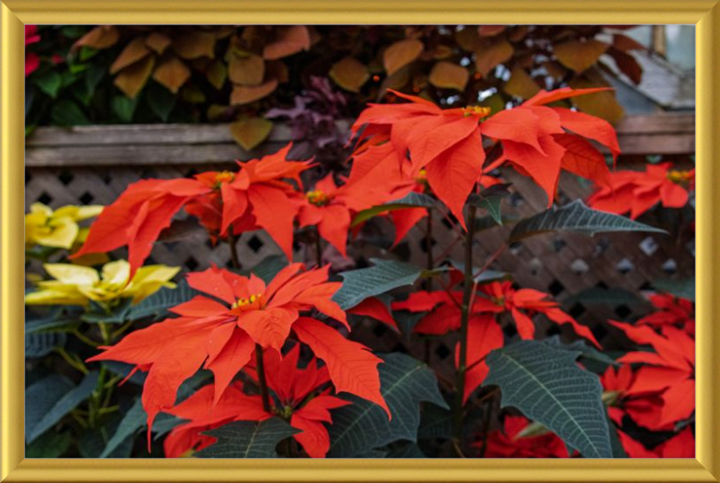 Prancing Poinsettias