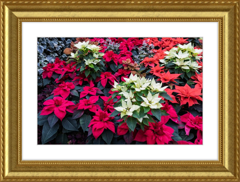 Poinsettias Peek at Boo