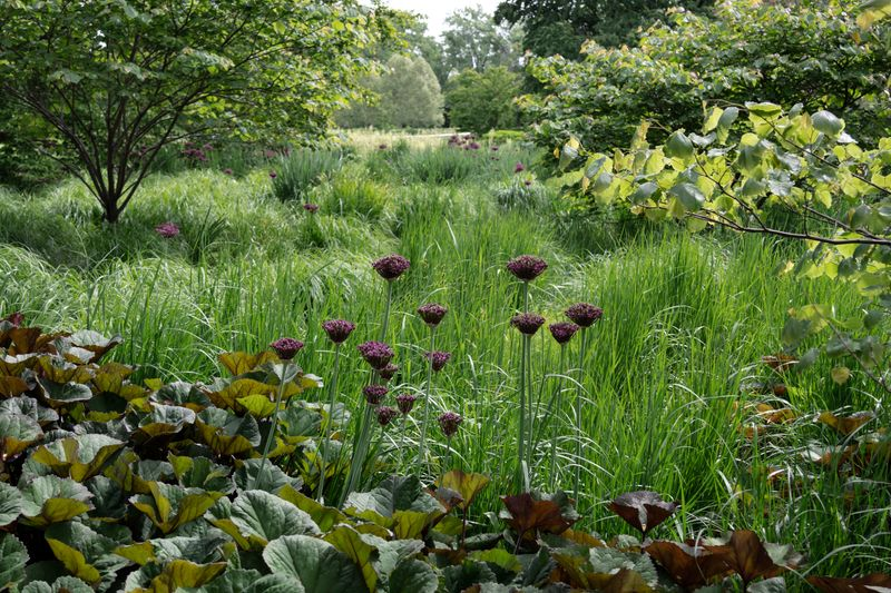 Waving Grass and Perky Flowers