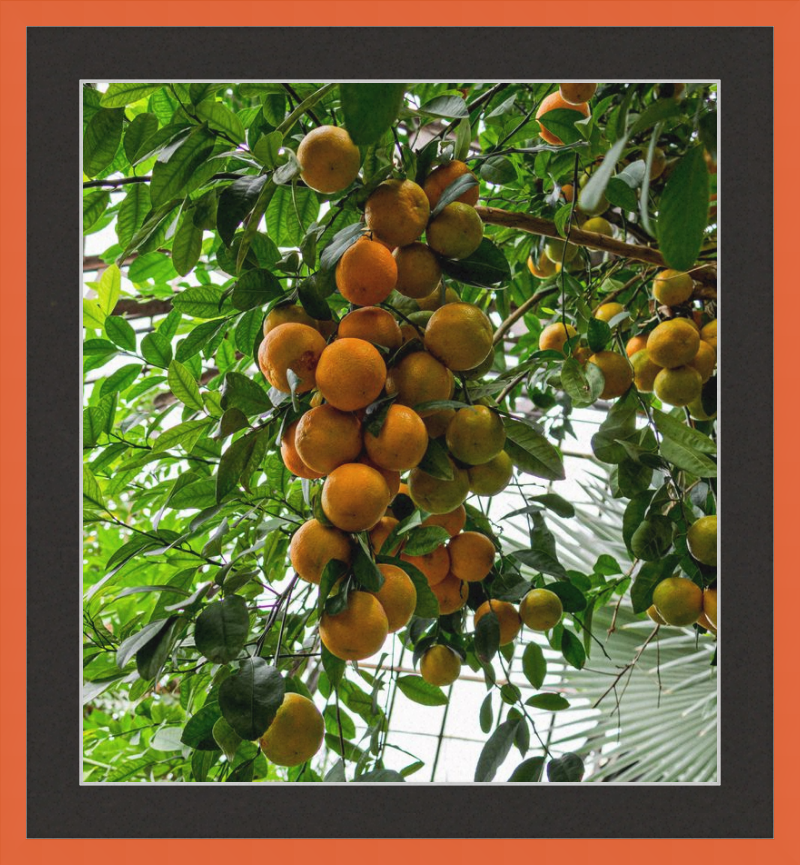Oranges, Oranges, Oranges Everywhere!
