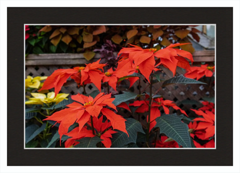 Prancing Poinsettias