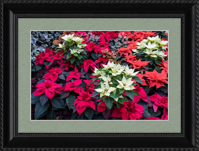 Poinsettias Peek at Boo