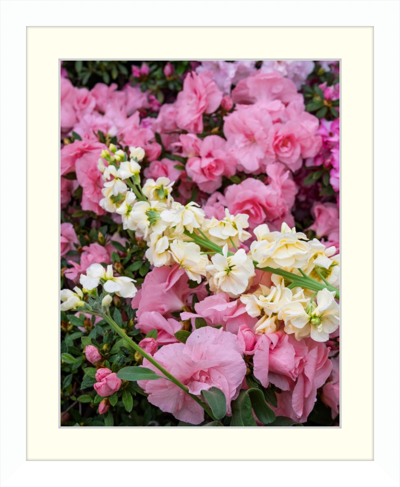 Pastel Pretties