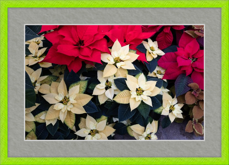 Poinsettia Perfect