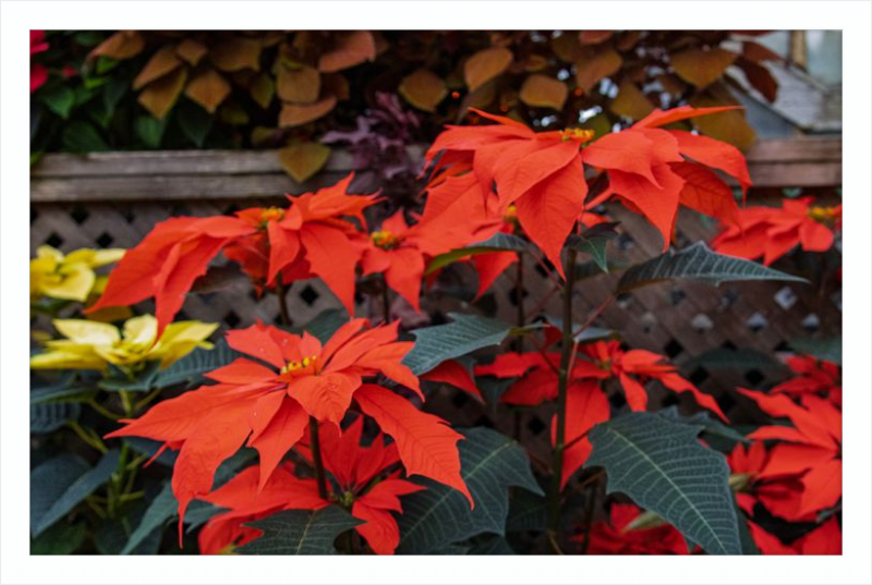 Prancing Poinsettias