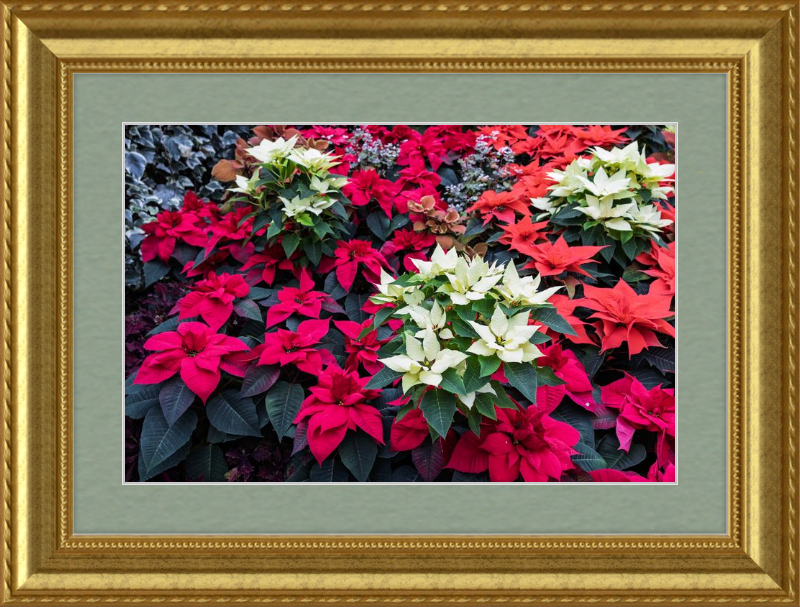 Poinsettias Peek at Boo