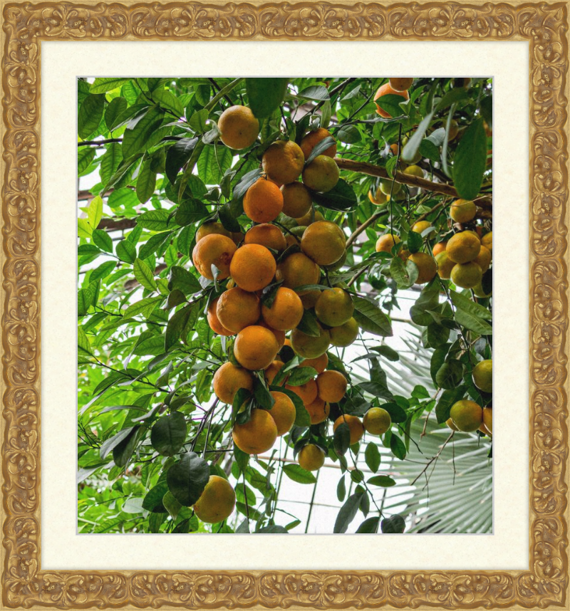 Oranges, Oranges, Oranges Everywhere!