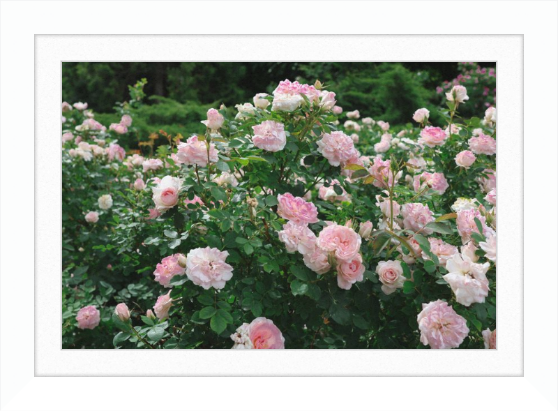 Mama Loved the Roses