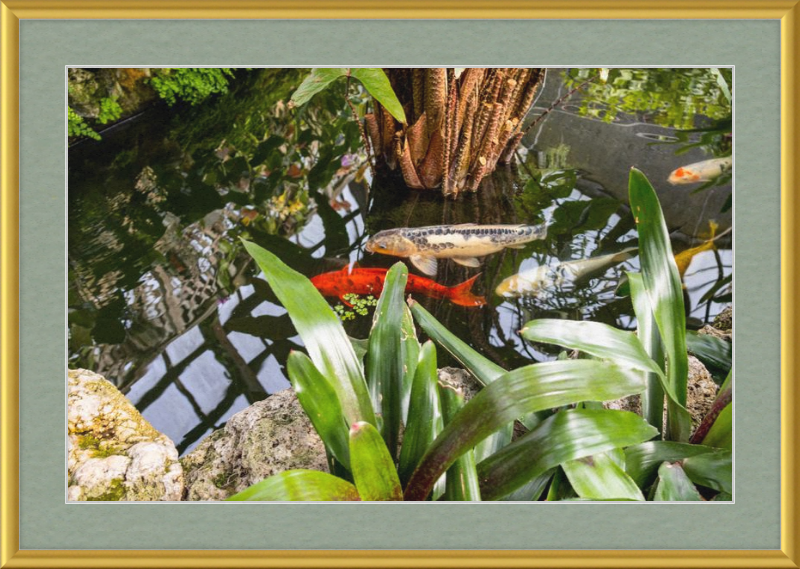 Koi Boys