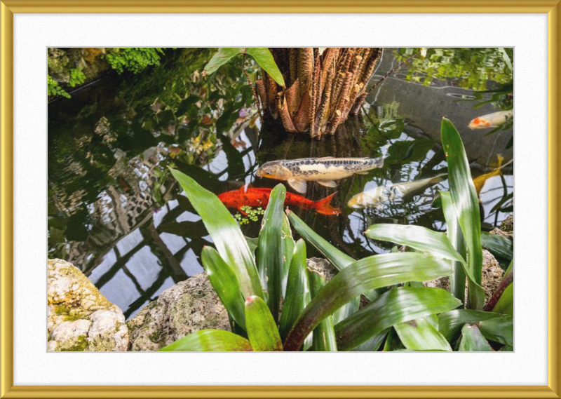 Koi Boys