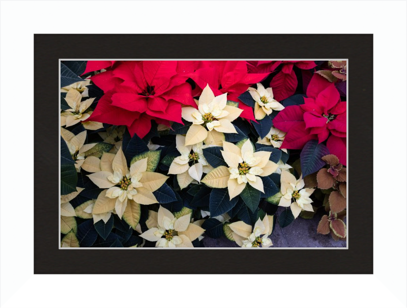 Poinsettia Perfect