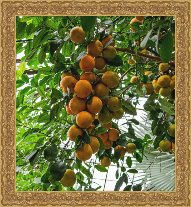Oranges, Oranges, Oranges Everywhere!