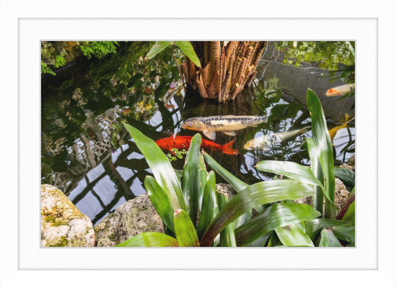 Koi Boys