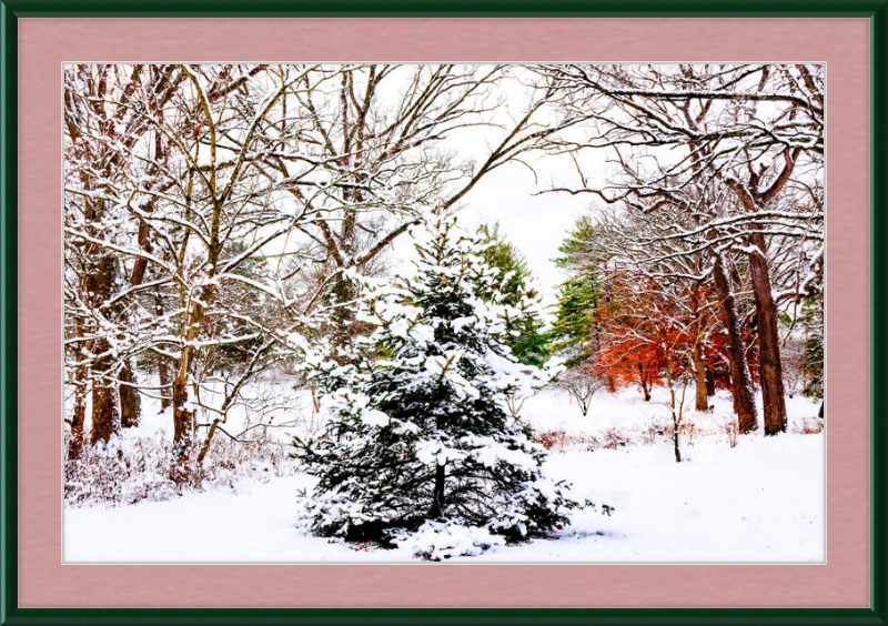 Evergreen Trees Loving the Snowfall